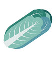cabbage vegetable organic and natural meal vector image