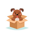 adopt a pet - cute dog in a box isolated on white vector image vector image