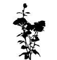 black and white rose silhouette vector image
