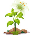 one white lily with leaves on background vector image vector image