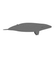 eschrichtius robustus - gray whale - side view vector image vector image
