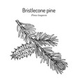 bristlecone pine pinus longaeva state tree vector image vector image