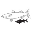fish mullet vector image vector image