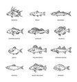 set of fish types marine ocean fish vector image vector image