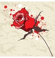 grunge red rose on crumpled paper background vector image