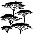 acacia tree silhouettes vector image