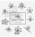 wild orchid set vector image vector image