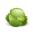 realistic fresh cabbage vector image
