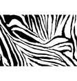 zebra stripes pattern vector image