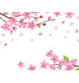 cherry blossom floral sakura branches spring vector image