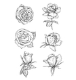 rose buds icons flower sketch emblems vector image