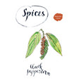 ripe black peppercorn on a branch vector image vector image
