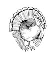 turkey coloring book vector image vector image