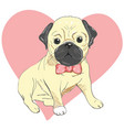 pug dog face - isolated on white background vector image