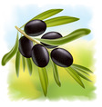 a branch of black olives vector image