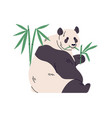 giant panda eating bamboo leaf chinese bear vector image