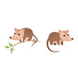 cute opossum animal sitting on tree branch vector image vector image