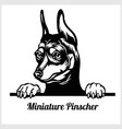dog breed miniature pinscher - peeking vector image