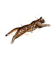 bengal cat jumping from a splash watercolor vector image
