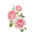 watercolor rose omposition vector image vector image