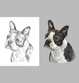 portrait cute dog boston terrier vector image vector image