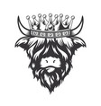 highland cow king with crown head design on white vector image