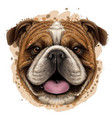 bulldog color graphic portrait vector image vector image