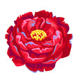 blooming peony flower vector image