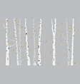 birch tree silhouette background vector image