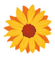 sunflower plant with orange petals autumn season vector image