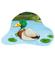 mallard duck vector image