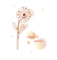 gerbera prewew vector image