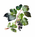 watercolor branch with blackcurrant berries vector image vector image