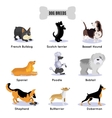 dogs breed colored icon set vector image