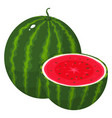 fresh whole and half watermelon fruit isolated vector image
