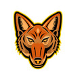jackal head front mascot vector image vector image