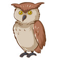 wild owl with brown feather on white background vector image vector image