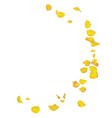 yellow roses petals are falling down vector image