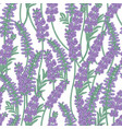 lavender flowers seamless pattern colorful vector image