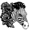 draw in black and white head zebra with roses vector image