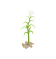 agriculture corn icon design vector image vector image