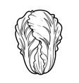 chinese cabbage linear drawing on white background vector image