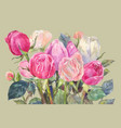 pink roses watercolor vector image