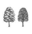 winter and summer maple trees vector image