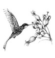 hummingbird in flight drawing vector image