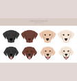 labrador retriever dogs in different poses vector image