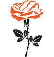 beautiful rose vector image
