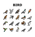 bird flying animal with feather icons set vector image