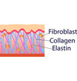 structure cells vector image vector image
