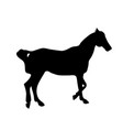 black silhouette a horse on white background vector image